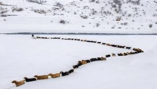 قطيع غنم يشكل صفّاً طويلاً ويعبر الثلوج