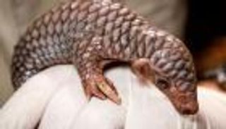 لحمه يؤكل كطبق فاخر.. ميلاد "أم قرفة" مهدد بالانقراض