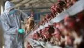 سلوفاكيا ترصد تفشيا شديد العدوى لإنفلونزا الطيور