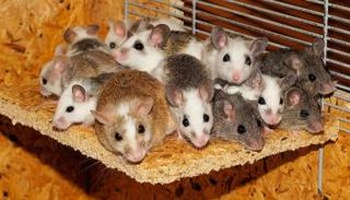 مجموعة من الفئران - أرشيفية