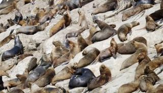 أسود البحر في البيرو - أرشيفية