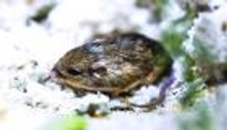 دخل موسوعة غينيس.. تعرف على عمر "عميد فئران" العالم