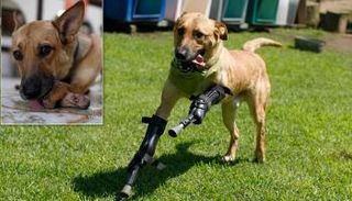 كلب مقطوع الساقين - أرشيفية