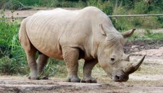 وحيد القرن مهدد بالانقراض بسبب الصيد الجائر