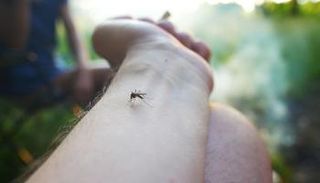 التخلص من الناموس في الشتاء