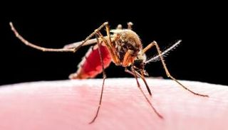 بعوض الملاريا ينتشر في درجات الحرارة العالية 