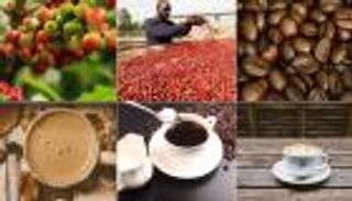 تغير المناخ يعكر "مزاج العالم".. منتدى القهوة يبحث الحلول