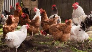 مزارع الدواجن - أرشيفية