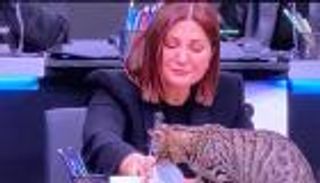 قطة تقتحم استوديو "تبرعات الزلزال" في تركيا