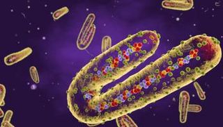 تصور لشكل فيروس ماربورغ