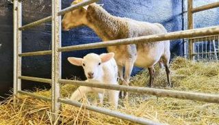 الحمل "دوللي" بصحة جيدة