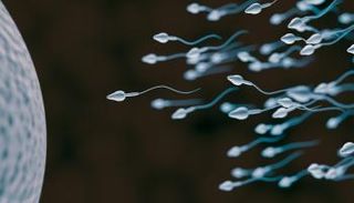 حبوب منع الحمل الرجالية تشل قدرة الحيوان المنوي على تخصيب البويضة