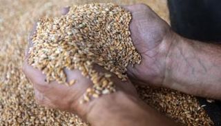 الأفارقة ومخاطر انعدام الأمن الغذائي