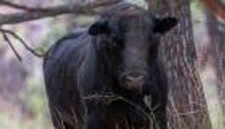 150 بقرة "وحشية".. قرار أمريكي بـ"إطلاق النار" لمواجهة الخطر