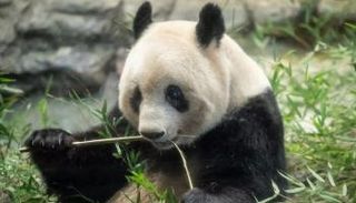 الباندا شيانغ شيانغ