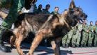 جنازة عسكرية للكلب "بروتيو".. مات أثناء البحث عن ناجين من زلزال تركيا