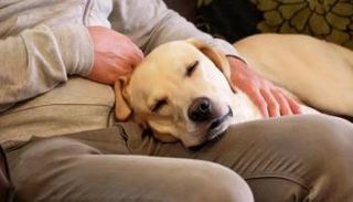 تربية الحيوانات الأليفة