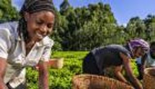 تحرش موثق بـ"عاملات الشاي".. تهمة "خطيرة" تلاحق مستثمرين بريطانيين