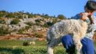 بعد 11 يوما تحت الأنقاض.. صوت مفاجئ ينقذ 9 خراف في تركيا (صور)