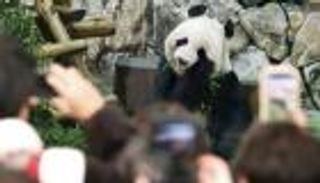 بالهتاف والدموع.. اليابان تعيد "الباندا الساحرة" إلى الصين (صور)