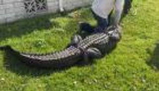 تمساح يلتهم سيدة من بين 3 ملايين شخص