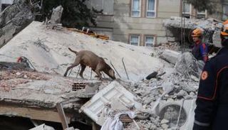 كلب يشارك في عمليات الإنقاذ