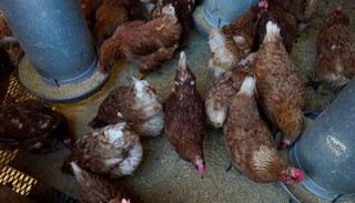 لا تزال الإصابات البشرية بهذا الفيروس نادرة