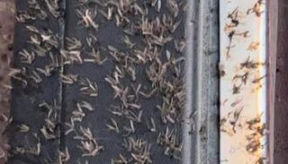 صورة متداولة لانتشار الناموس بالإسكندرية