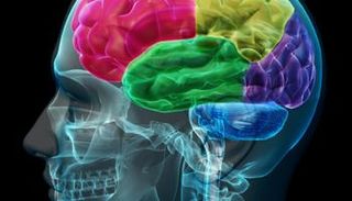 خلايا المخ البشرية ستتحول إلى أجهزة كمبيوتر - أرشيفية