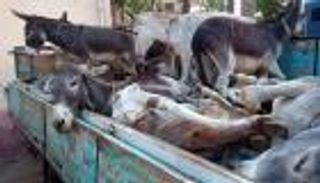 بيع لحم حمير.. فيديو عمره 8 سنوات يخدع الآلاف في مصر