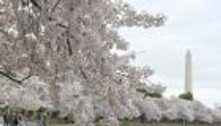 واشنطن في مواجهة غضب المناخ.. ربيع بلا كرز