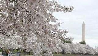 أشجار الكرز في واشنطن