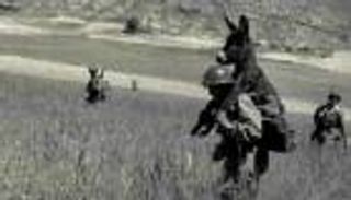 جندي يحمل حمارا وسط حقل ألغام.. القصة الشهيرة "ليست حقيقية"