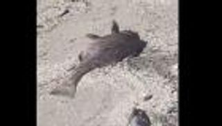 "المد الأحمر" يقتل الأسماك في ولاية أمريكية.. فيديو صادم