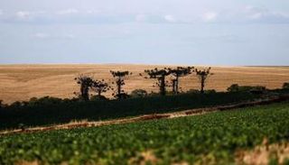 أزمة في زيوت الطعام تهدد العالم