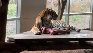 5440 هجوما مميتا من الحيوانات المفترسة على البشر منذ 1950