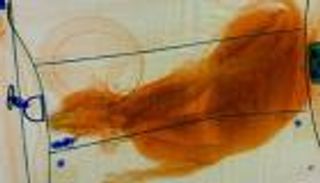 العثور على قطة داخل حقيبة يد مسافر في مطار أمريكي