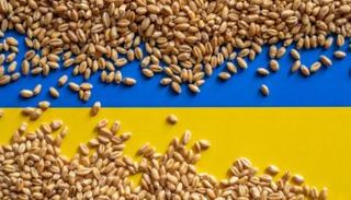 الحبوب الأوركانية