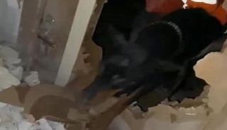 الكلبة سيلا
