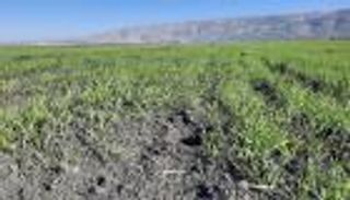 ما بين نقص الأمطار وتزايد الفئران.. تغير المناخ يطحن مزارعي سوريا