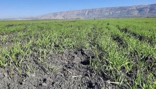 حرارة الجو أدت لتكاثر فئران الحقل