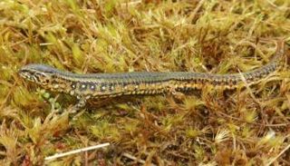 اكتشاف نوع جديد من السحالي في بيرو