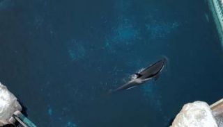 صحة كيسكا تدهورت في الأسابيع الأخيرة