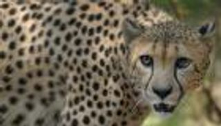 الهند تطلق الفهود الناميبية في البرية بعد 70 عاما على انقراضها