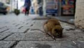 دراسة: الملايين من فئران نيويورك قد تكون مصابة بـ"كوفيد-19"