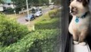 تسببت في انقراض ثلثي الثدييات.. القطط المتوحشة بأستراليا تهدد الحياة البرية