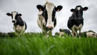 إحدى مزارع الأبقار- أرشيفية