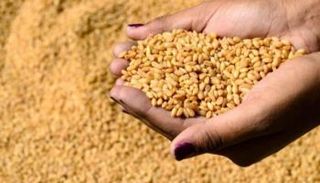 محصول القمح - أرشيفية