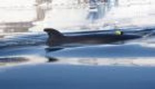 دراسة تكشف أسرار أصغر عمالقة البحار في صيد الفرائس