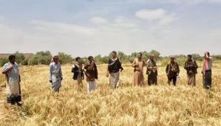 مسلحين حوثيين في أحد مزارع الجوف المنهوبة